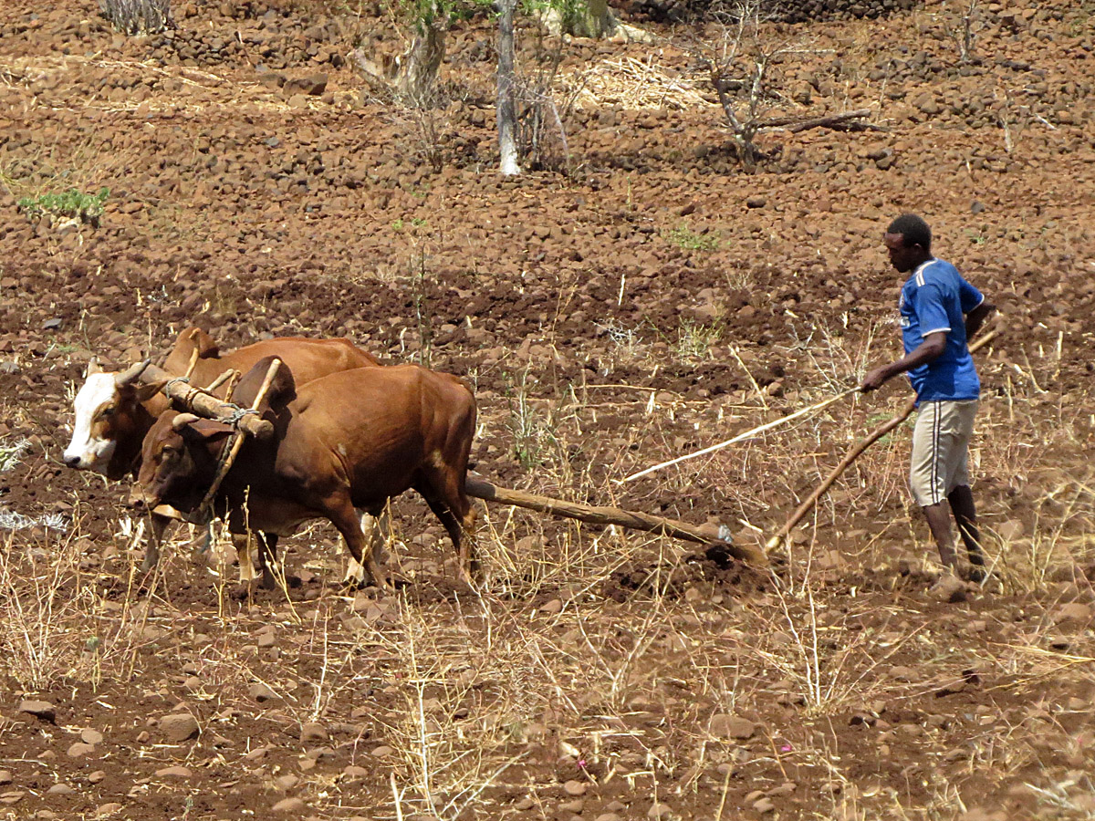 farming in Ethiopia